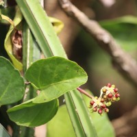 Cissus quadrangularis L.